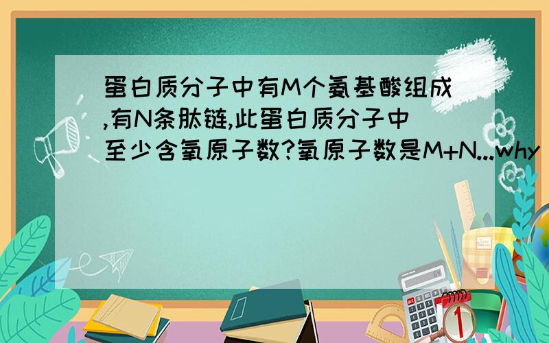 蛋白质分子中有M个氨基酸组成,有N条肽链,此蛋白质分子中至少含氧原子数?氧原子数是M+N...why