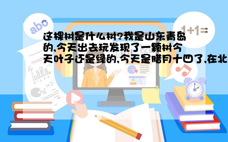 这棵树是什么树?我是山东青岛的,今天出去玩发现了一颗树今天叶子还是绿的,今天是腊月十四了,在北方这样的树是什么呢?附近的人说,这棵树四季常绿.这棵树大约3米高,枝叶繁茂,叶子大约十