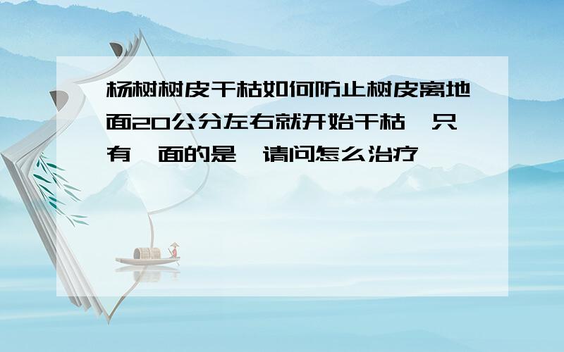 杨树树皮干枯如何防止树皮离地面20公分左右就开始干枯,只有一面的是,请问怎么治疗