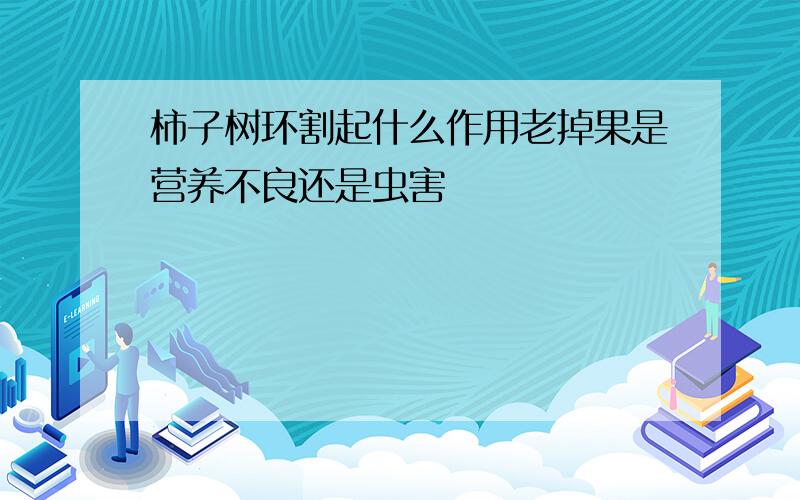 柿子树环割起什么作用老掉果是营养不良还是虫害