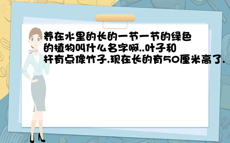 养在水里的长的一节一节的绿色的植物叫什么名字啊..叶子和杆有点像竹子.现在长的有50厘米高了.