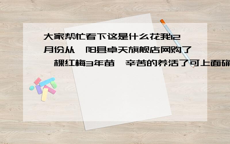 大家帮忙看下这是什么花我12月份从沭阳县卓天旗舰店网购了一棵红梅3年苗,辛苦的养活了可上面确发现2个奇怪的黄色花苞,我虽然没养过红梅,但怎么也不应该是黄色的花吧!请高手给看下这