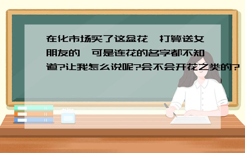 在化市场买了这盆花,打算送女朋友的,可是连花的名字都不知道?让我怎么说呢?会不会开花之类的?