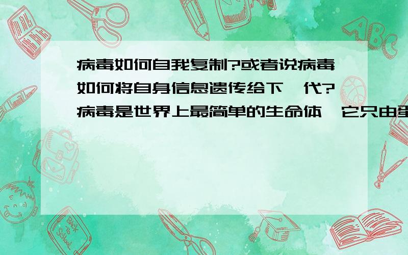 病毒如何自我复制?或者说病毒如何将自身信息遗传给下一代?病毒是世界上最简单的生命体,它只由蛋白质与脱氧核糖核酸组成,那请问在这两种物质中,哪一种是和遗传有关的.若语言表达不准