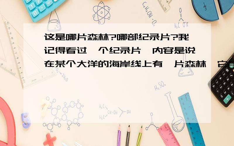 这是哪片森林?哪部纪录片?我记得看过一个纪录片,内容是说在某个大洋的海岸线上有一片森林,它与海相邻,在森林里有大象.