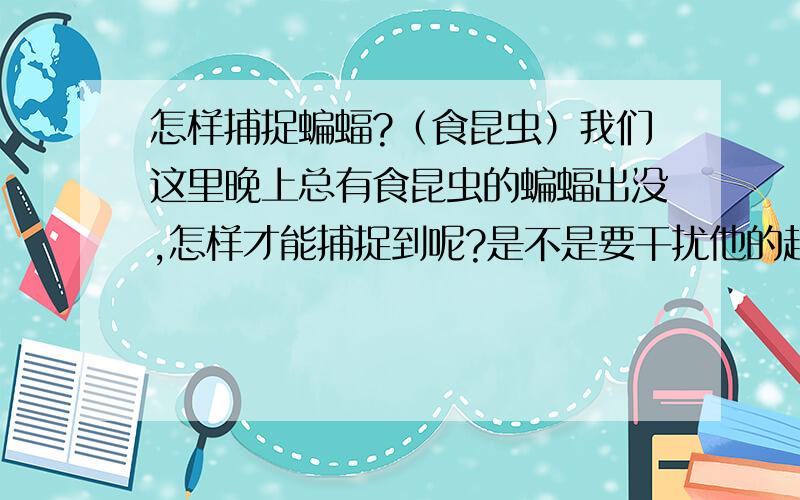 怎样捕捉蝙蝠?（食昆虫）我们这里晚上总有食昆虫的蝙蝠出没,怎样才能捕捉到呢?是不是要干扰他的超声波啊?怎样作到呢?