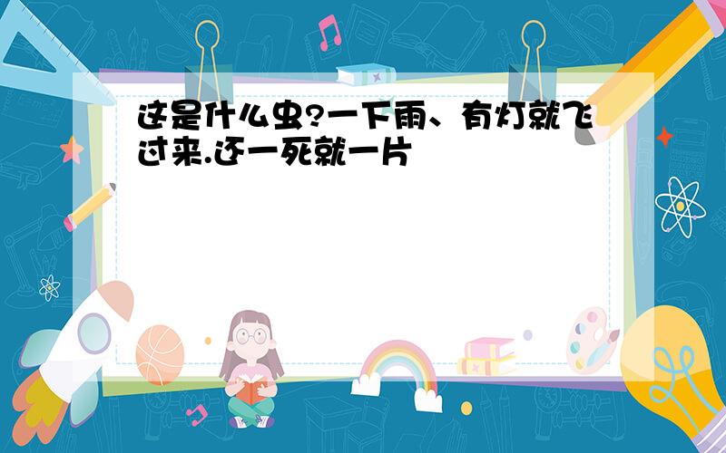 这是什么虫?一下雨、有灯就飞过来.还一死就一片