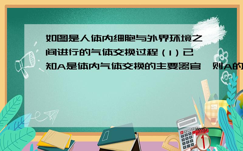 如图是人体内细胞与外界环境之间进行的气体交换过程（1）已知A是体内气体交换的主要器官,则A的名称是（）.在A中与气体交换有关的结构是（）,其中有利于气体交换的特征是（）.（2）B是