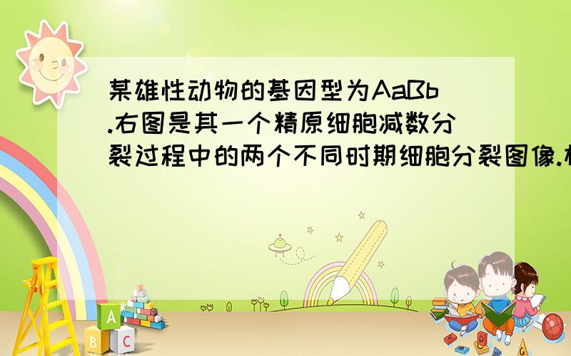 某雄性动物的基因型为AaBb.右图是其一个精原细胞减数分裂过程中的两个不同时期细胞分裂图像.相关叙述正某雄性动物的基因型为AaBb.右图是其一个精原细胞减数分裂过程中的两个不同时期