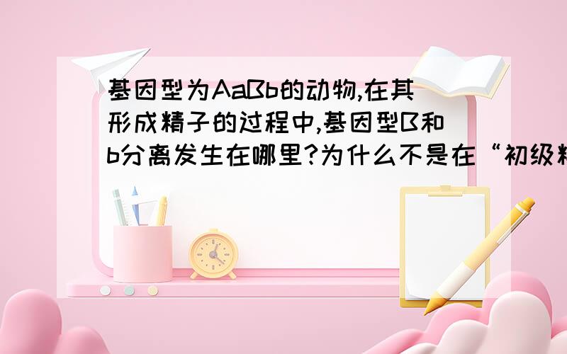 基因型为AaBb的动物,在其形成精子的过程中,基因型B和b分离发生在哪里?为什么不是在“初级精母细胞形成次级精母细胞的过程中”呢?