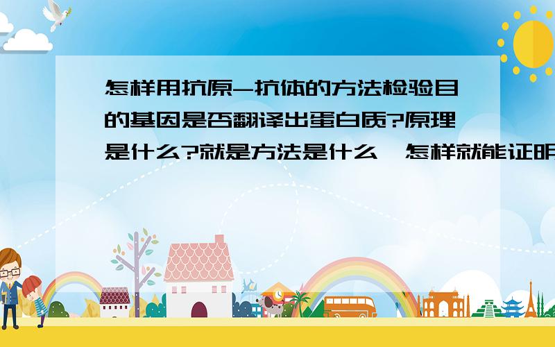 怎样用抗原-抗体的方法检验目的基因是否翻译出蛋白质?原理是什么?就是方法是什么,怎样就能证明翻译出了蛋白质,怎样就证明没有翻译出蛋白质?