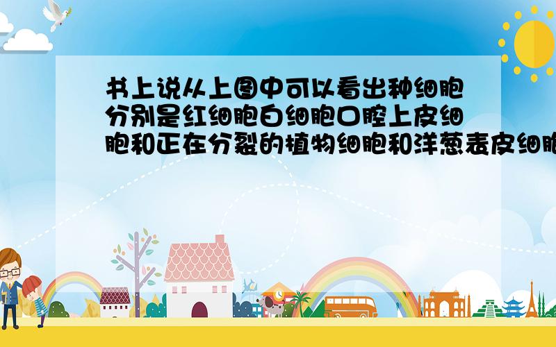 书上说从上图中可以看出种细胞分别是红细胞白细胞口腔上皮细胞和正在分裂的植物细胞和洋葱表皮细胞,可以告诉我怎么从四张图中看出五种细胞的吗?分别都是什么细胞呢?