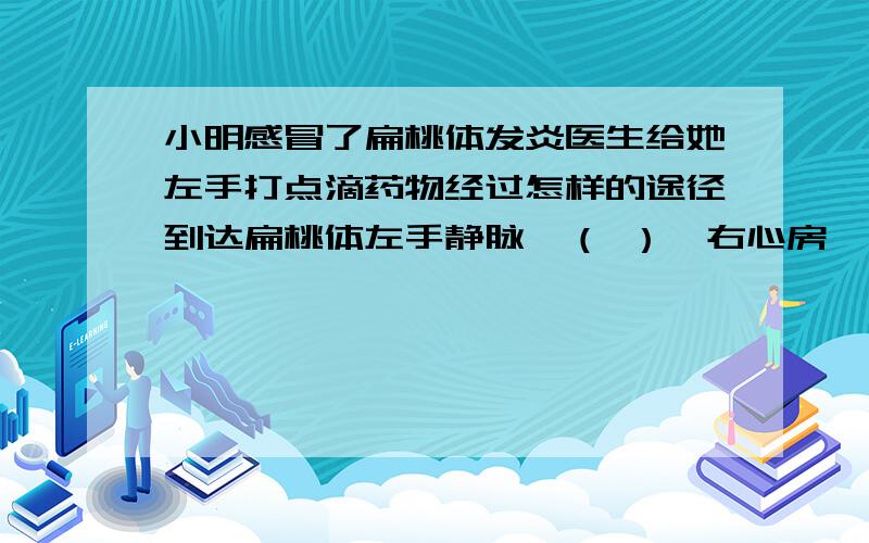 小明感冒了扁桃体发炎医生给她左手打点滴药物经过怎样的途径到达扁桃体左手静脉→（ ）→右心房→（ ）→（ ）→肺部毛细血管网→（ ）→左心房→左心室→（ ）→扁桃体动脉→（ ）