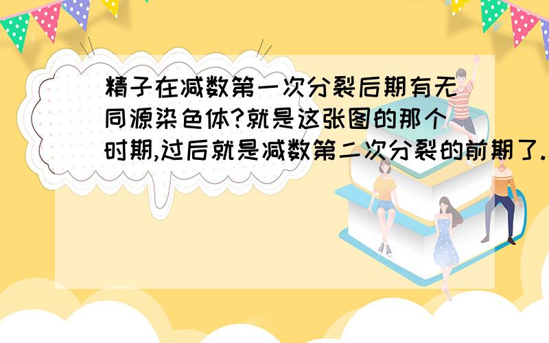 精子在减数第一次分裂后期有无同源染色体?就是这张图的那个时期,过后就是减数第二次分裂的前期了.精子在这个时候,[减数第一次分裂后期]有无同源染色体?有的话,有几对?为什么?没的话,