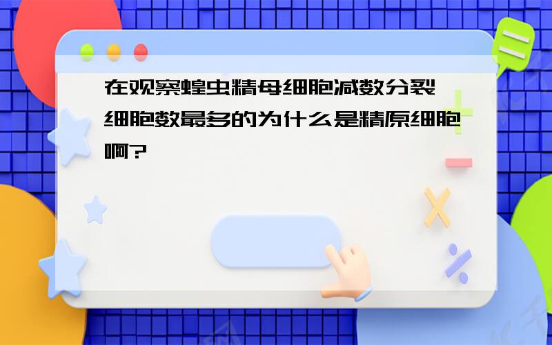 在观察蝗虫精母细胞减数分裂,细胞数最多的为什么是精原细胞啊?