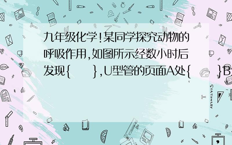 九年级化学!某同学探究动物的呼吸作用,如图所示经数小时后发现{     },U型管的页面A处{      }B处{     }.实验结束后,将燃着的小木条伸入放小白鼠的瓶中发现{      }该实验说明动物吸入{    }呼