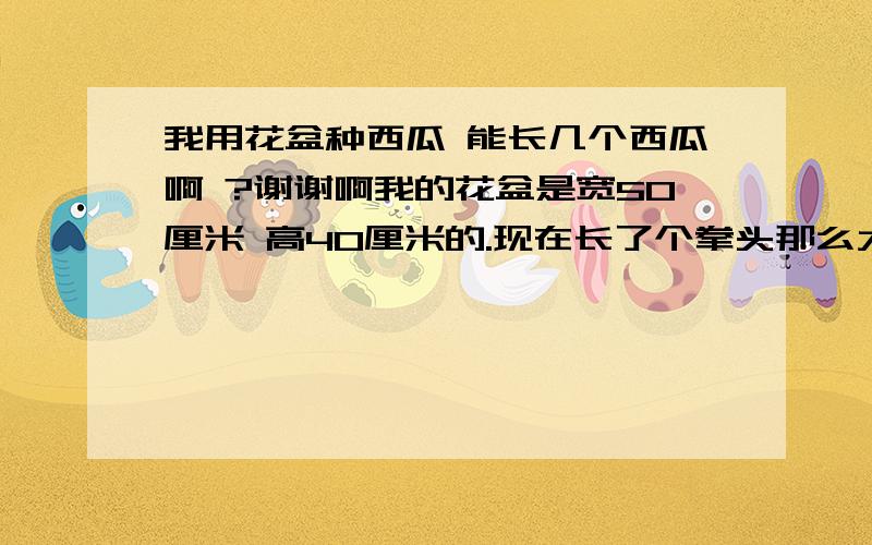 我用花盆种西瓜 能长几个西瓜啊 ?谢谢啊我的花盆是宽50厘米 高40厘米的.现在长了个拳头那么大的西瓜.昨天发现又结了两个小西瓜 不知道那两个能不能长大  我这样大的花盆能结三个大西瓜