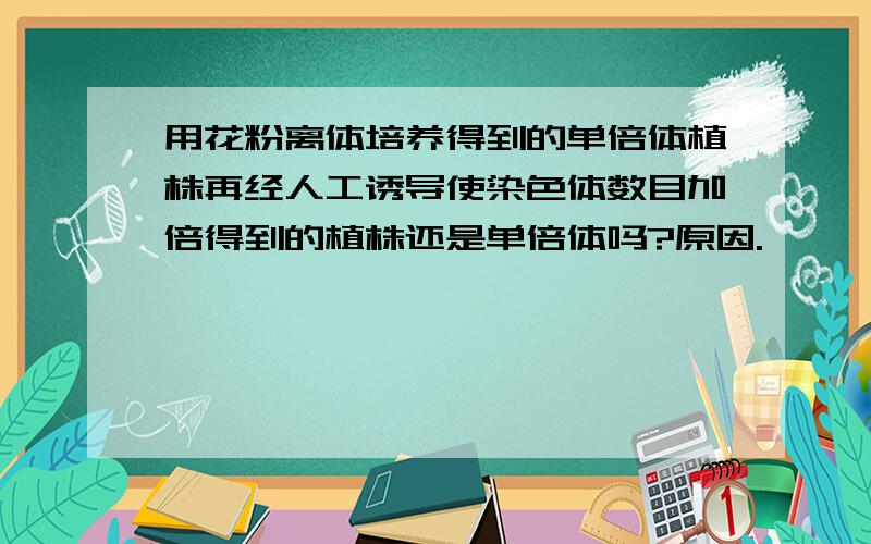 用花粉离体培养得到的单倍体植株再经人工诱导使染色体数目加倍得到的植株还是单倍体吗?原因.