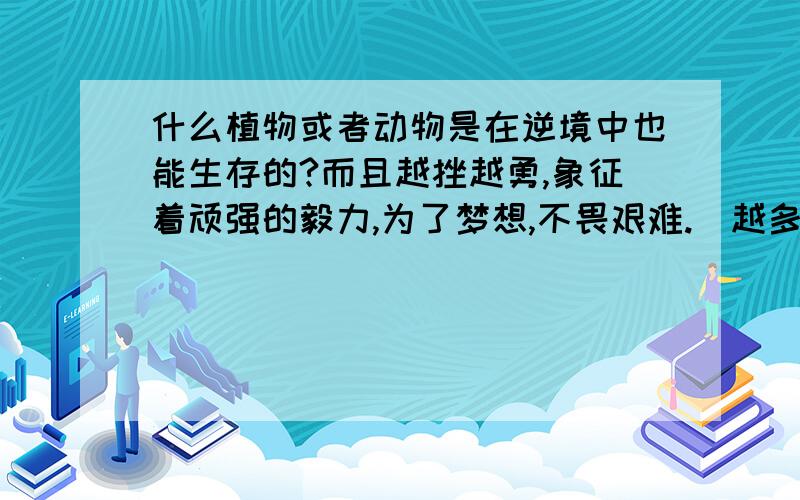 什么植物或者动物是在逆境中也能生存的?而且越挫越勇,象征着顽强的毅力,为了梦想,不畏艰难.（越多越好）