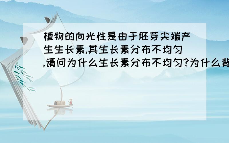 植物的向光性是由于胚芽尖端产生生长素,其生长素分布不均匀,请问为什么生长素分布不均匀?为什么背光面的生长素多于向光面?