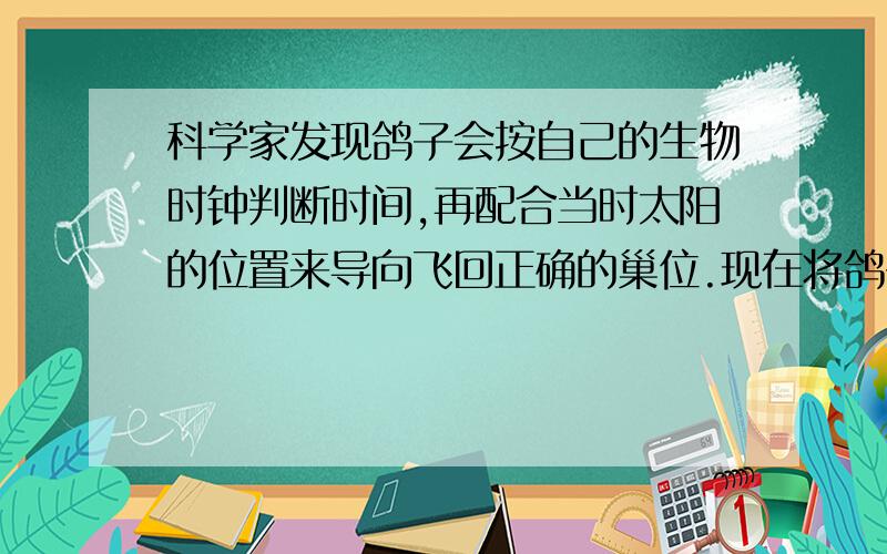 科学家发现鸽子会按自己的生物时钟判断时间,再配合当时太阳的位置来导向飞回正确的巢位.现在将鸽子放在