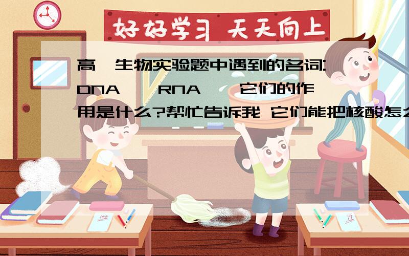 高一生物实验题中遇到的名词:DNA酶、RNA酶,它们的作用是什么?帮忙告诉我 它们能把核酸怎么着就成,不要复制百科上的长篇,谢谢