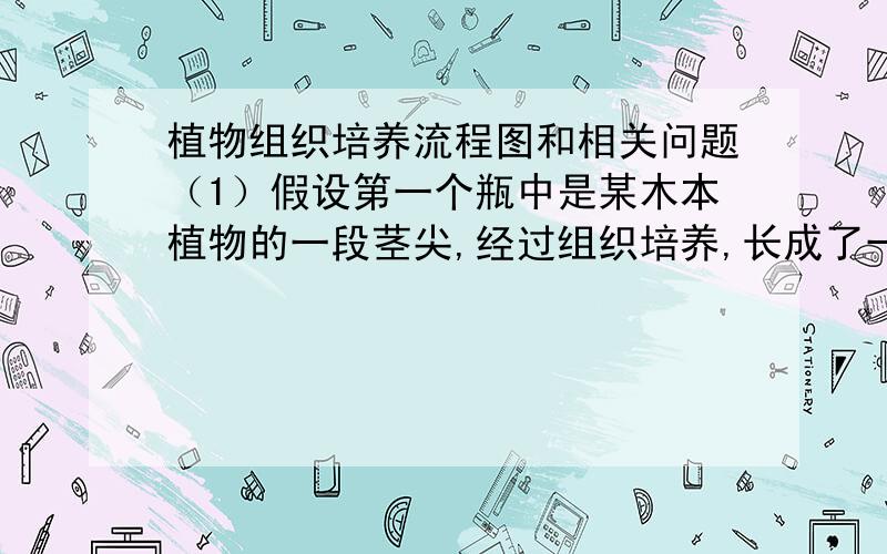 植物组织培养流程图和相关问题（1）假设第一个瓶中是某木本植物的一段茎尖,经过组织培养,长成了一株植物,这段茎尖可称为________,进行组织培养的理论根据是________.（2）培养时瓶内应保