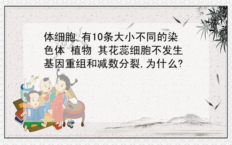 体细胞 有10条大小不同的染色体 植物 其花蕊细胞不发生基因重组和减数分裂,为什么?