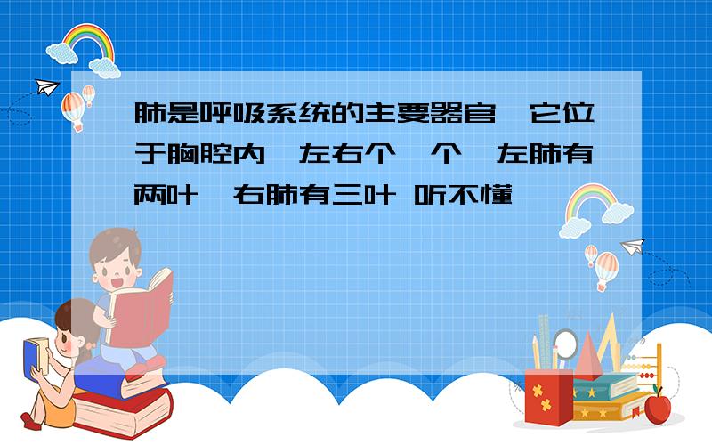 肺是呼吸系统的主要器官,它位于胸腔内,左右个一个,左肺有两叶,右肺有三叶 听不懂