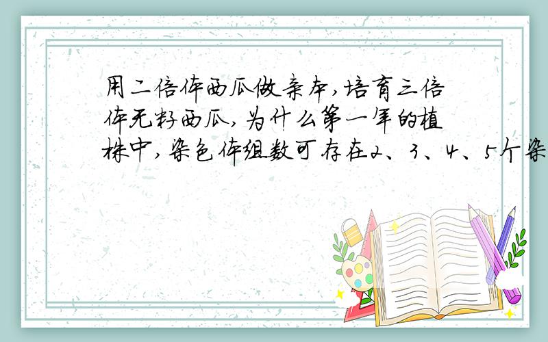 用二倍体西瓜做亲本,培育三倍体无籽西瓜,为什么第一年的植株中,染色体组数可存在2、3、4、5个染色体?