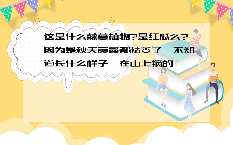 这是什么藤蔓植物?是红瓜么?因为是秋天藤蔓都枯萎了,不知道长什么样子,在山上摘的,