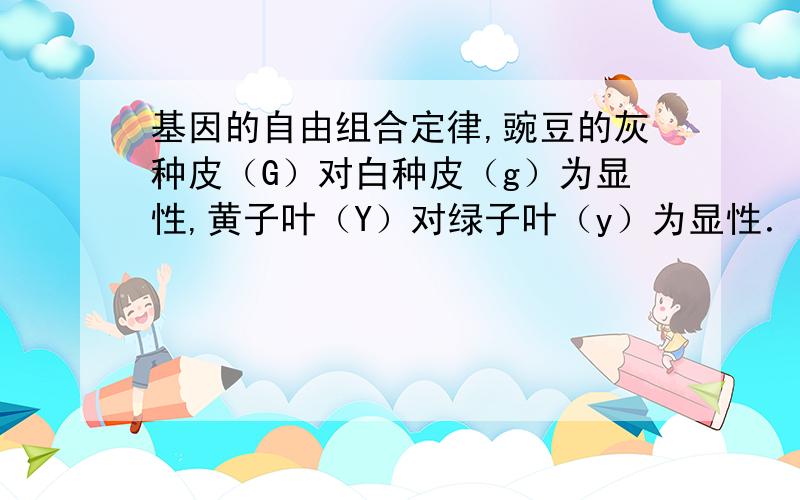 基因的自由组合定律,豌豆的灰种皮（G）对白种皮（g）为显性,黄子叶（Y）对绿子叶（y）为显性． 豌豆的灰基因的自由组合定律,豌豆的灰种皮（G）对白种皮（g）为显性,黄子叶（Y）对绿子