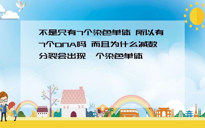 不是只有7个染色单体 所以有7个DNA吗 而且为什么减数分裂会出现一个染色单体