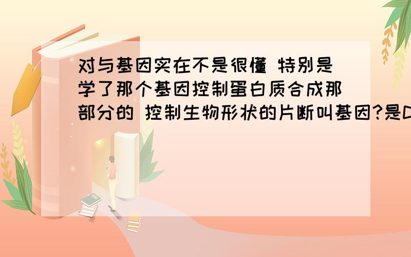 对与基因实在不是很懂 特别是学了那个基因控制蛋白质合成那部分的 控制生物形状的片断叫基因?是DNA分子上具有遗传效应的片段吧 那具体指什么 是组成DNA分子的脱氧核甘酸链上一定截取