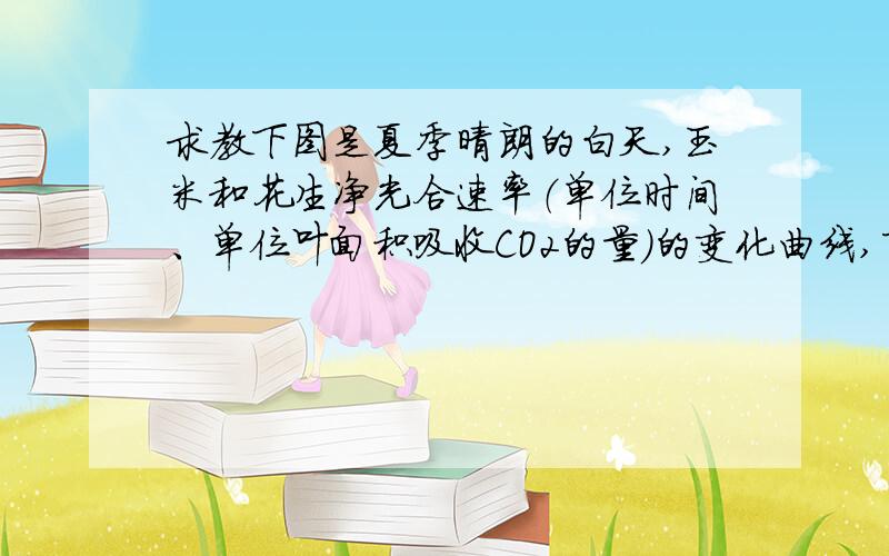 求教下图是夏季晴朗的白天,玉米和花生净光合速率（单位时间、单位叶面积吸收CO2的量）的变化曲线,下列叙述错误