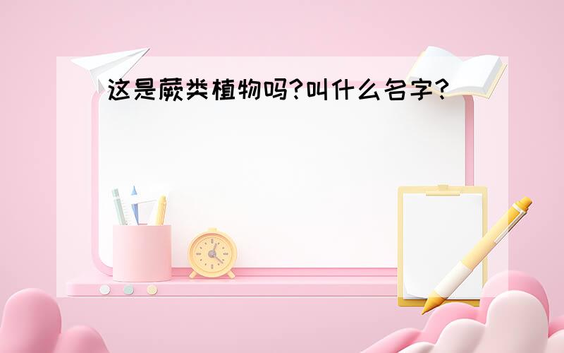 这是蕨类植物吗?叫什么名字?