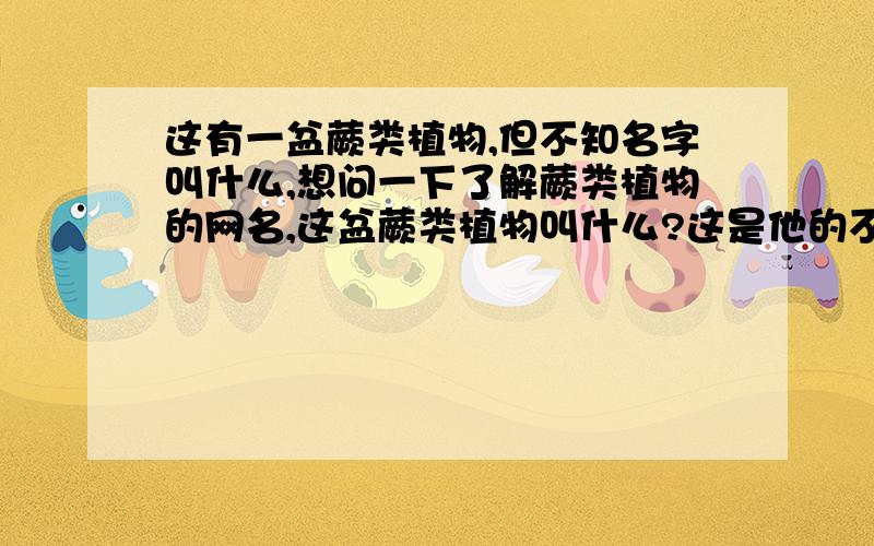 这有一盆蕨类植物,但不知名字叫什么,想问一下了解蕨类植物的网名,这盆蕨类植物叫什么?这是他的不同面.是玉米蕨吗?