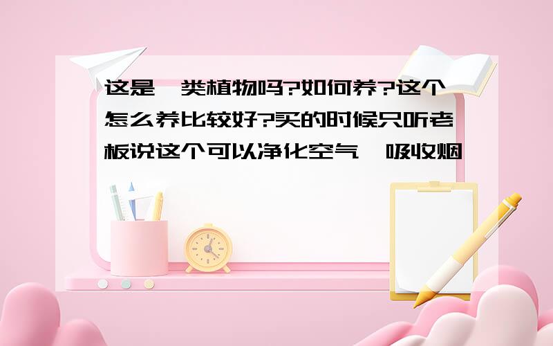 这是蕨类植物吗?如何养?这个怎么养比较好?买的时候只听老板说这个可以净化空气,吸收烟,