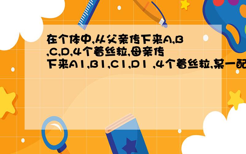 在个体中,从父亲传下来A,B,C,D,4个着丝粒,母亲传下来A1,B1,C1,D1 ,4个着丝粒,某一配子产品能够这样的个体随机获得A,B1,C,D1的4个着丝粒点的概率为?