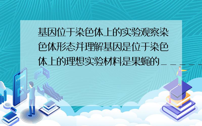 基因位于染色体上的实验观察染色体形态并理解基因是位于染色体上的理想实验材料是果蝇的_________ 细胞,该细胞的 DNA经多次复制而细胞不分裂,形成的染色体具有的特征是_____________________.