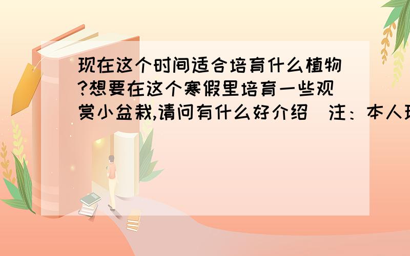 现在这个时间适合培育什么植物?想要在这个寒假里培育一些观赏小盆栽,请问有什么好介绍（注：本人现在在广东惠州,想要种一些易存活的,易种的,不高于15cm的,经济的小盆栽）