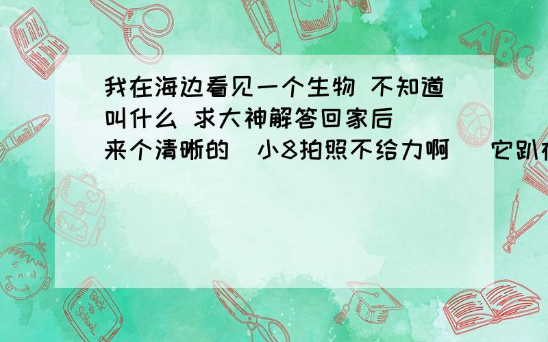 我在海边看见一个生物 不知道叫什么 求大神解答回家后  来个清晰的  小8拍照不给力啊   它趴在一个贝壳里     身上 中间硬硬的 周围一圈 小刺刺