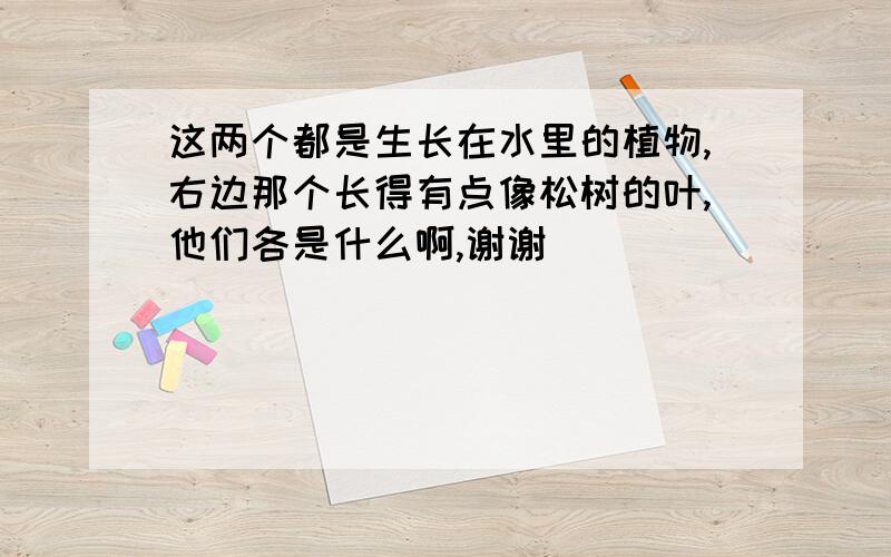 这两个都是生长在水里的植物,右边那个长得有点像松树的叶,他们各是什么啊,谢谢