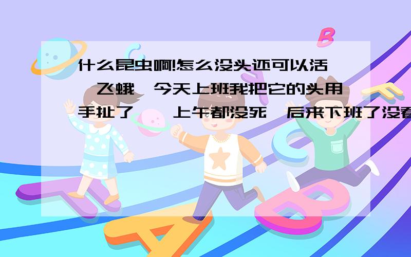 什么昆虫啊!怎么没头还可以活一飞蛾,今天上班我把它的头用手扯了,一上午都没死,后来下班了没看,还可以飞,睡不着,