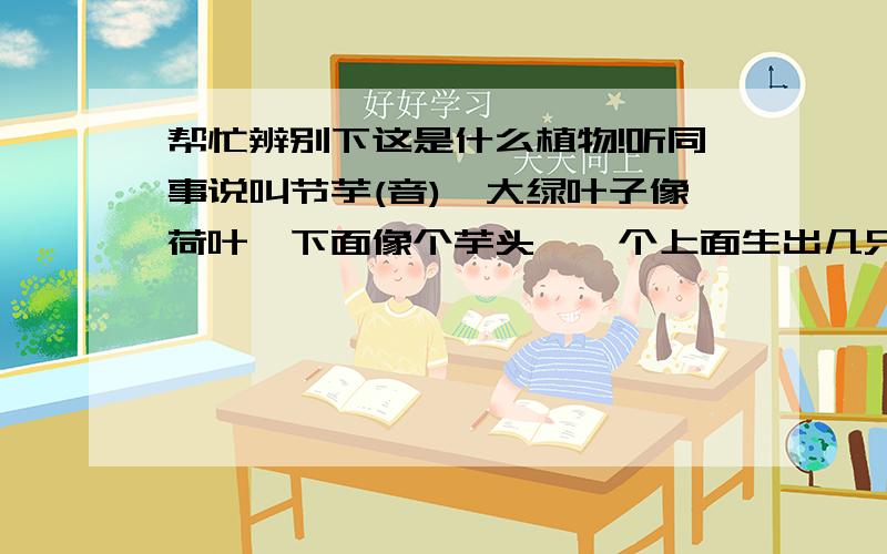 帮忙辨别下这是什么植物!听同事说叫节芋(音),大绿叶子像荷叶,下面像个芋头,一个上面生出几只叶子.请问这是个什么植物,还有我在这个植物土里挖了一些细根,头发丝粗细白色的用这个能种