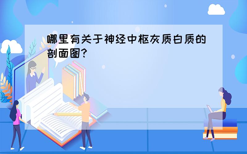 哪里有关于神经中枢灰质白质的剖面图?