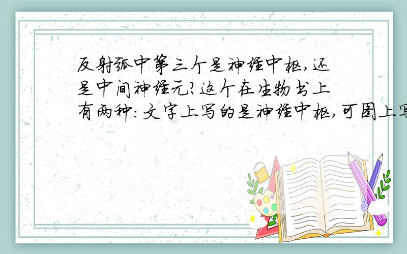 反射弧中第三个是神经中枢,还是中间神经元?这个在生物书上有两种：文字上写的是神经中枢,可图上写中间神经元.