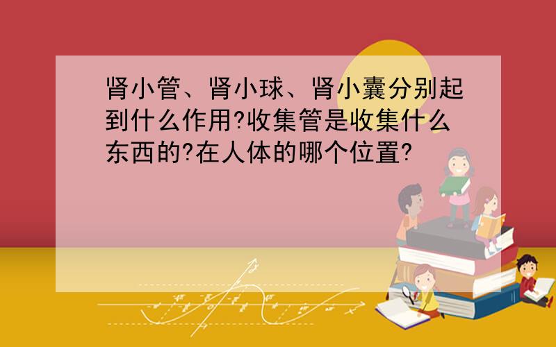 肾小管、肾小球、肾小囊分别起到什么作用?收集管是收集什么东西的?在人体的哪个位置?