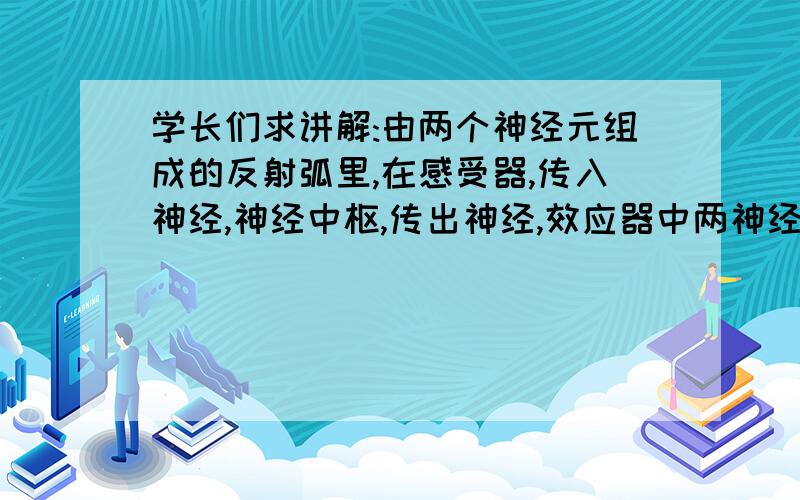 学长们求讲解:由两个神经元组成的反射弧里,在感受器,传入神经,神经中枢,传出神经,效应器中两神经元各自所处位置及其它们分别构成反射弧五个结构中的那些?急知.