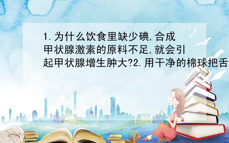 1.为什么饮食里缺少碘,合成甲状腺激素的原料不足,就会引起甲状腺增生肿大?2.用干净的棉球把舌尖揩干,放上几粒食糖,不会感到有甜味,这是为什么呢?